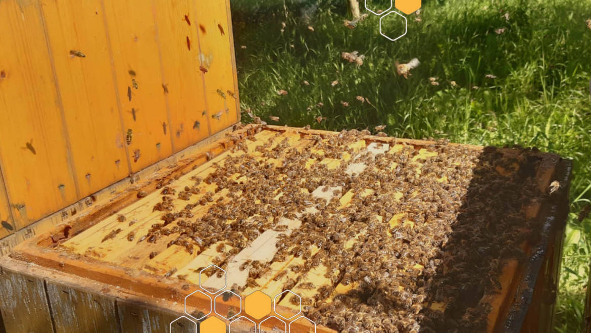Přijímáme objednávky oddělků a včelstev pro rok 2021.